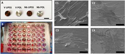 Ultraviolet laser induced periodic surface structures positively influence osteogenic activity on titanium alloys